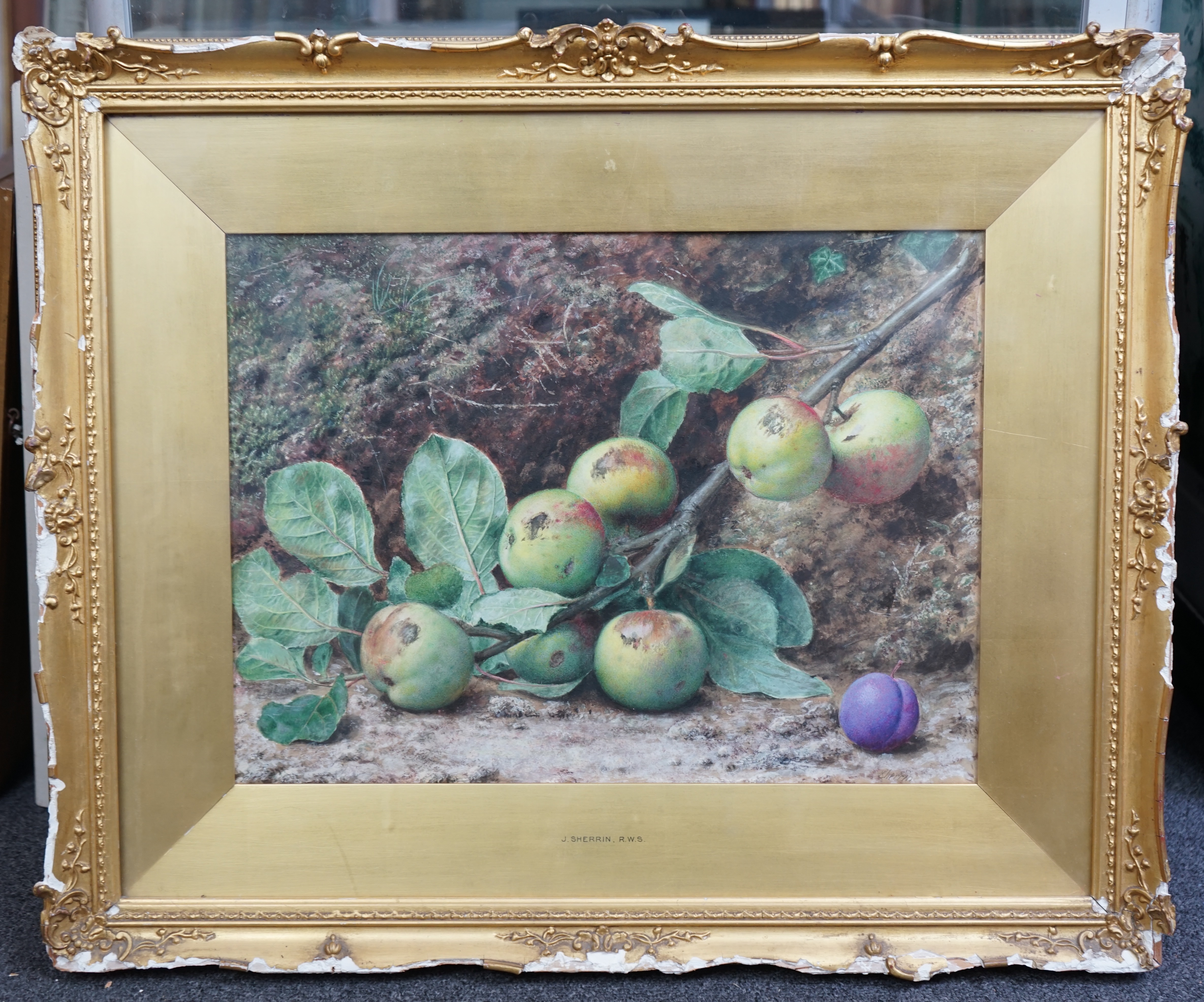 John Sherrin (English, 1819-1896), Still life of apples and a plum, watercolour, 30 x 42cm